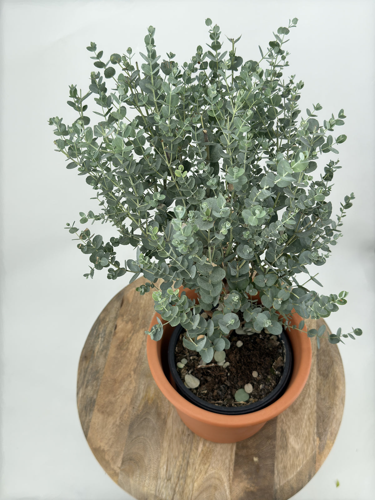 EUCALIPTUS GUNNI M17