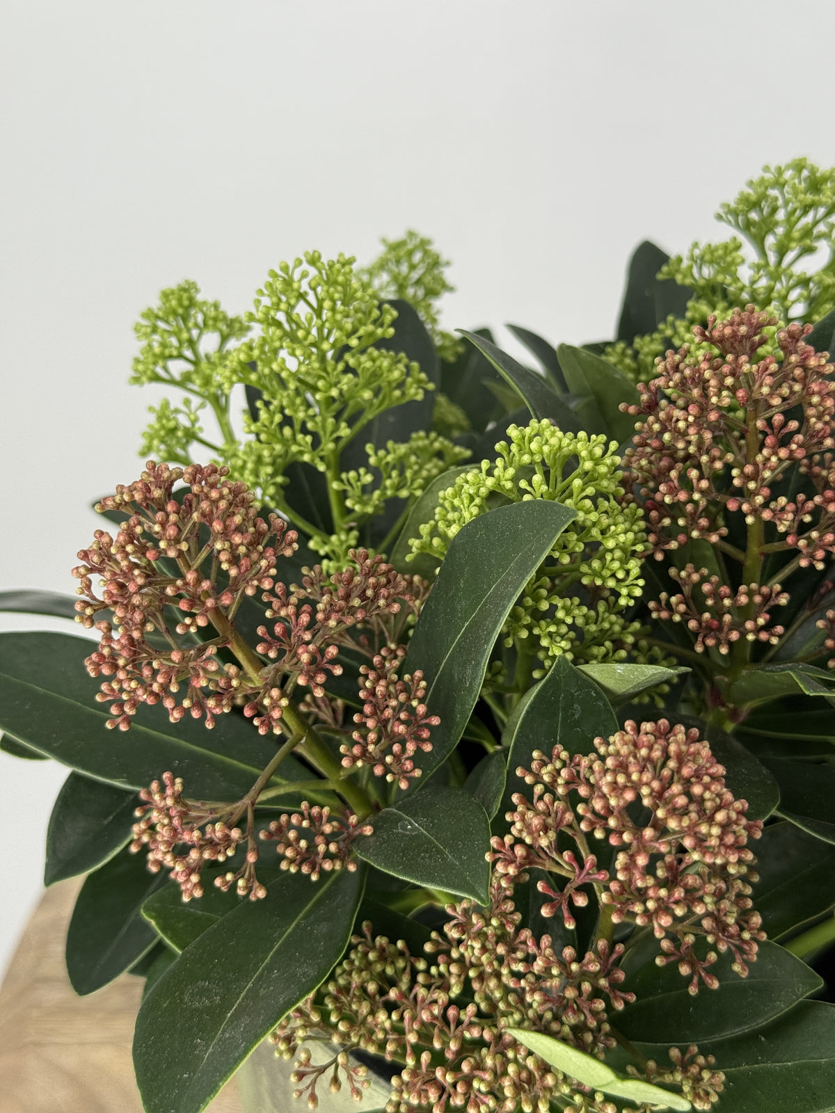 SKIMMIA JAP BICOLOR M13