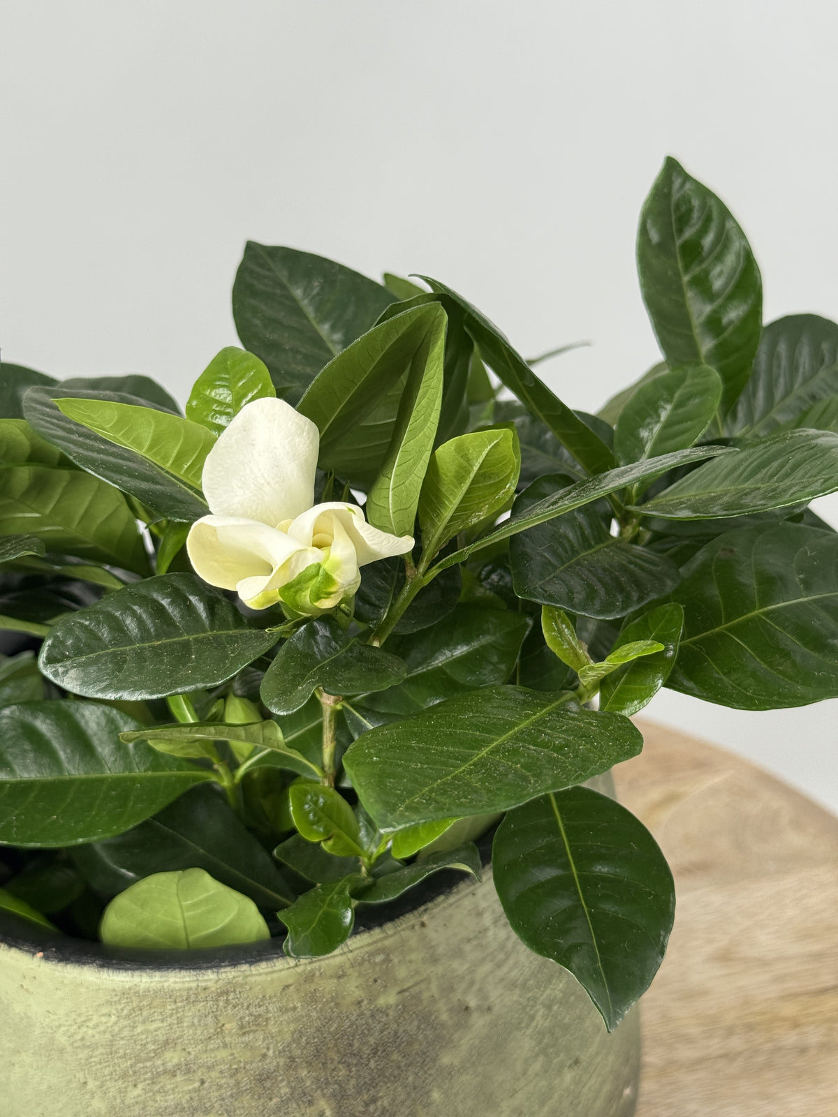 GARDENIA JASMINOIDES BLANCO M13