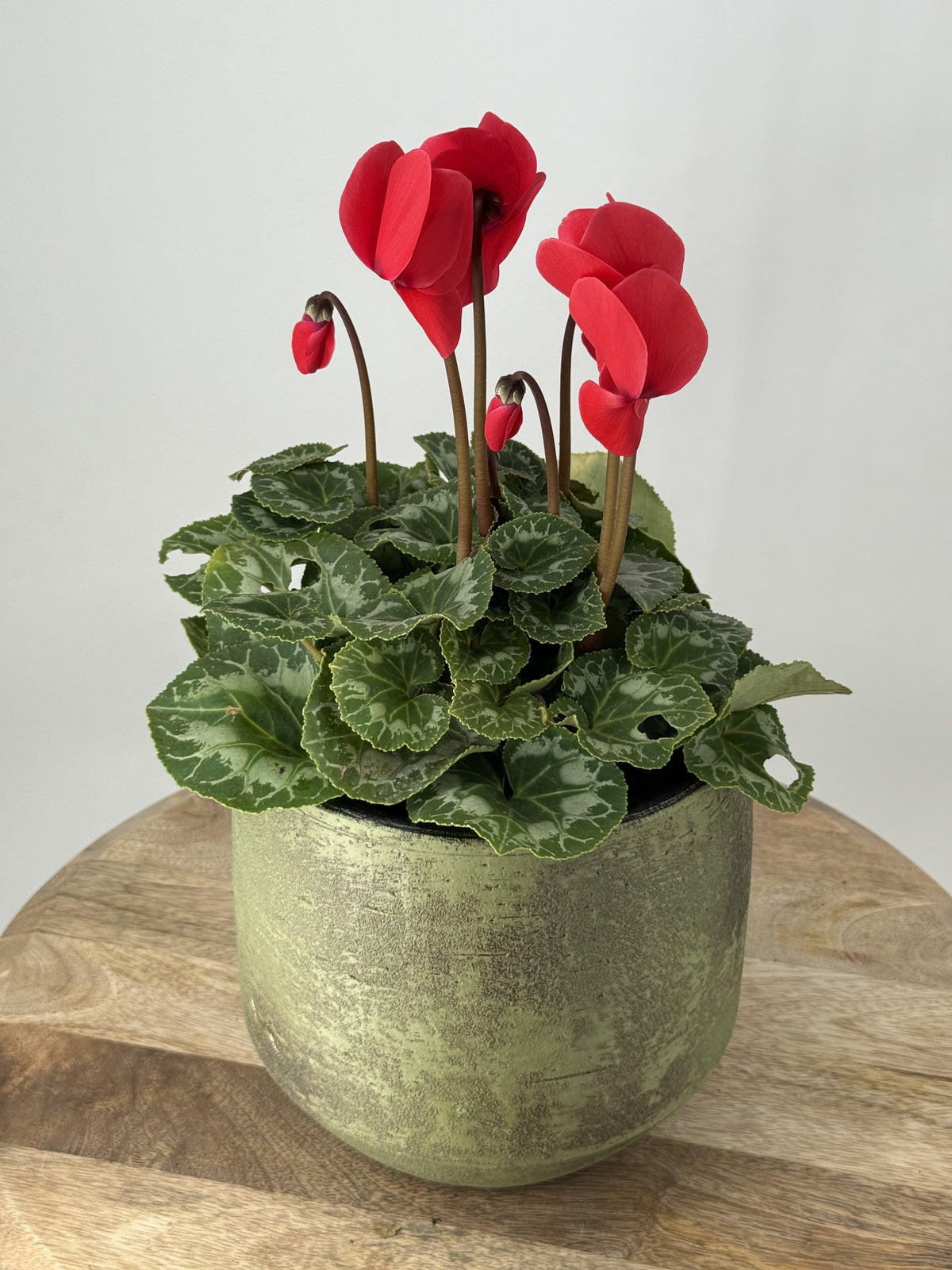 CYCLAMEN