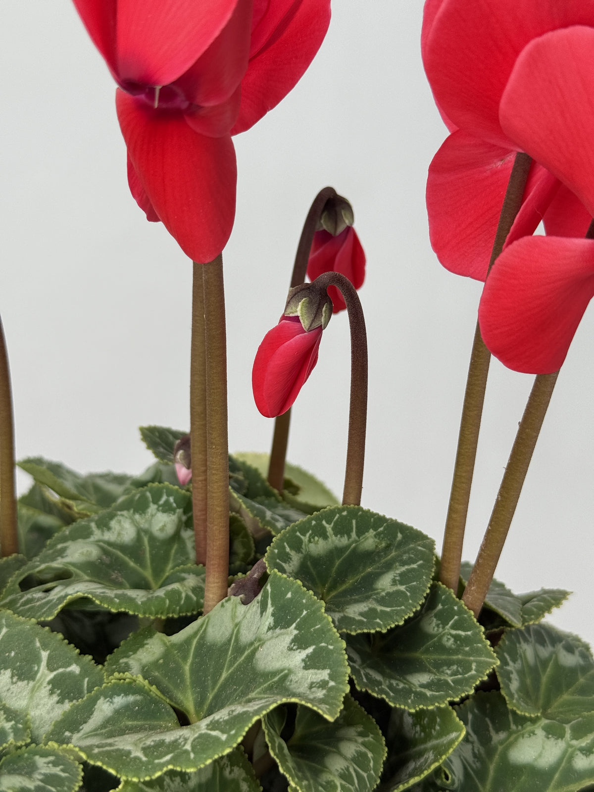CYCLAMEN