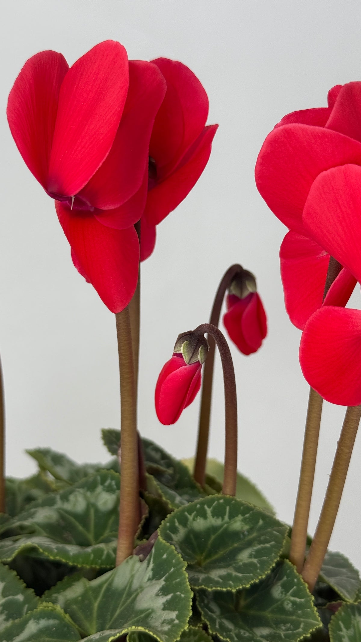 CYCLAMEN