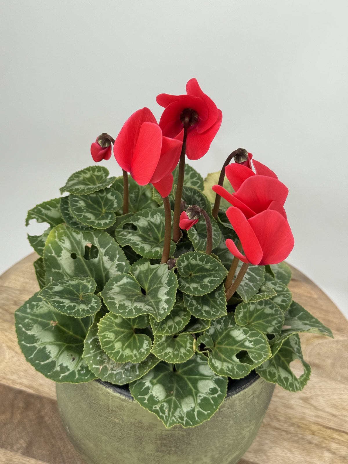 CYCLAMEN
