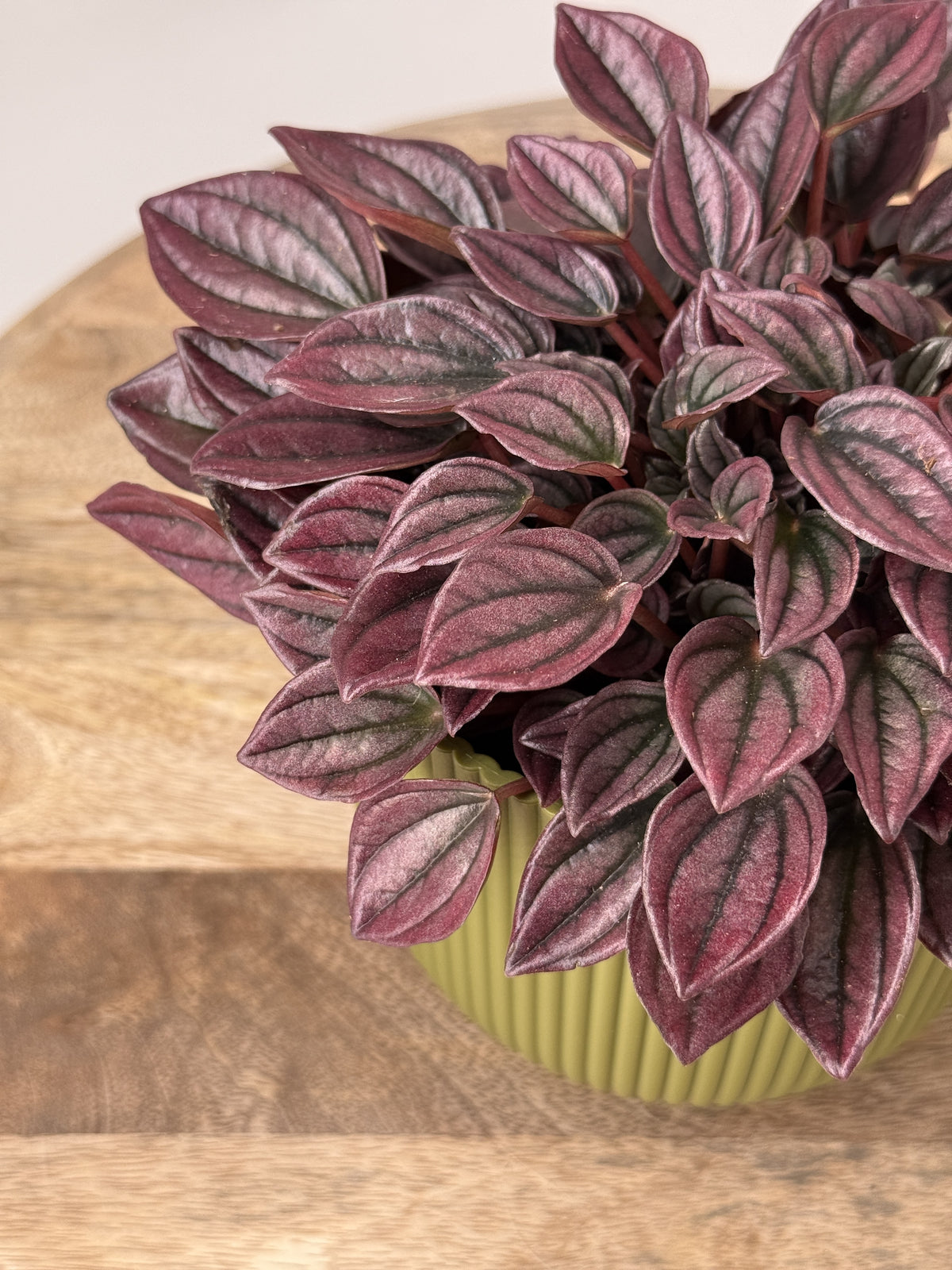 PEPEROMIA CAP. CAYENNE M12