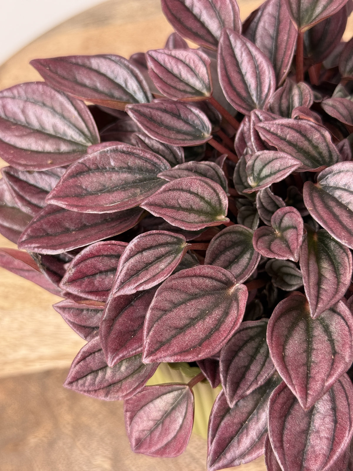 PEPEROMIA CAP. CAYENNE M12