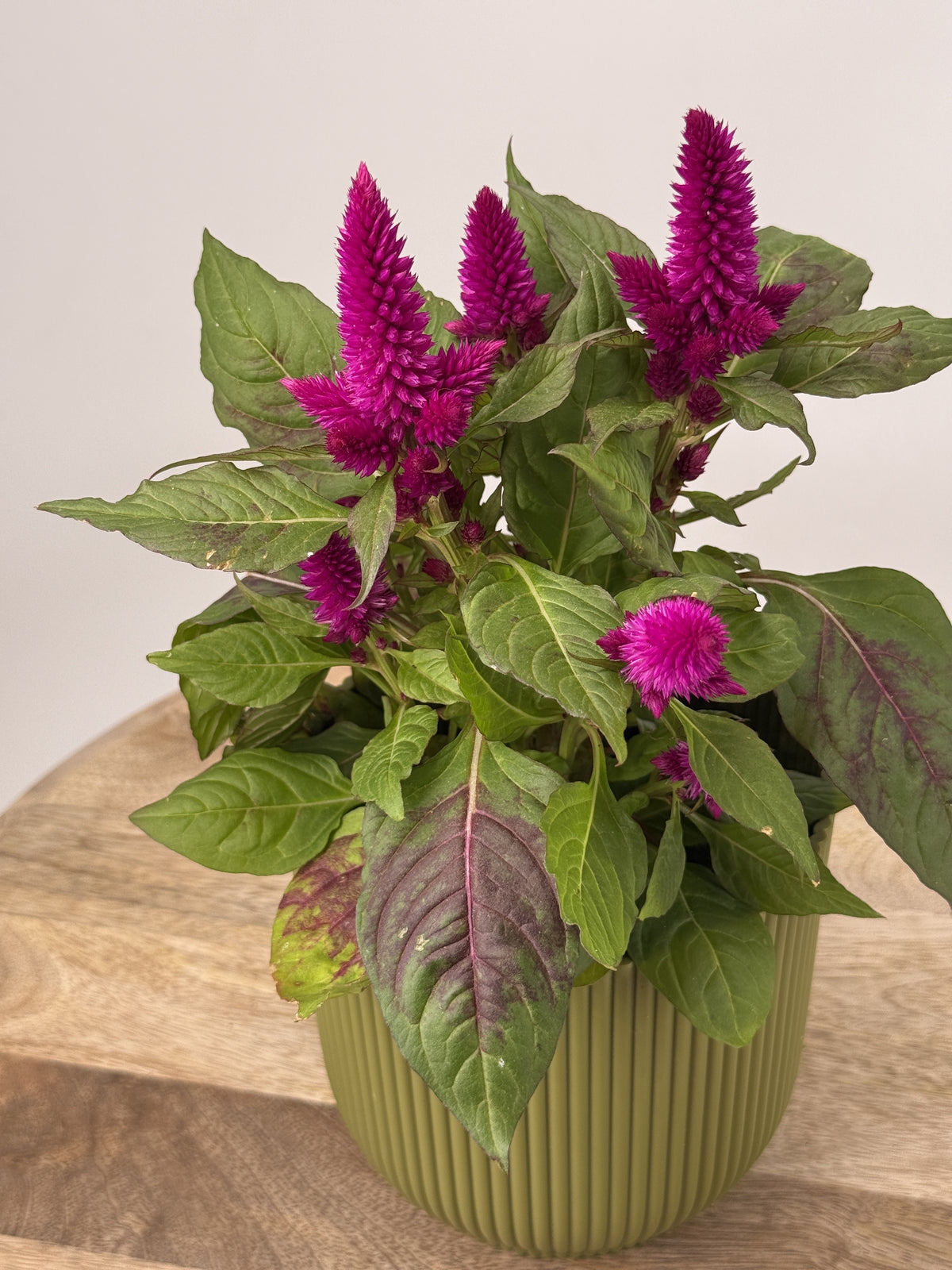 CELOSIA DEEP PURPLE MORADO M12