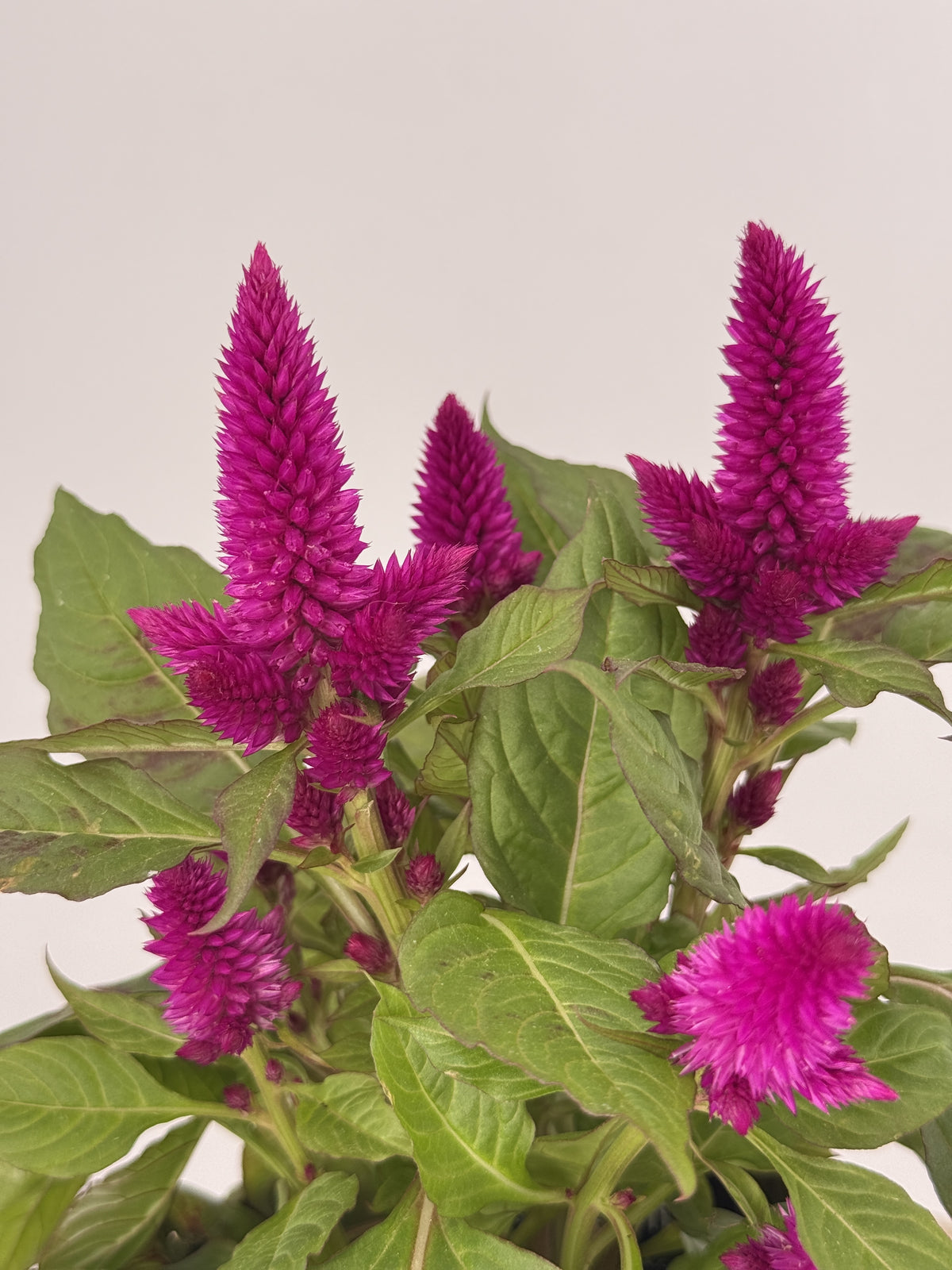 CELOSIA DEEP PURPLE MORADO M12