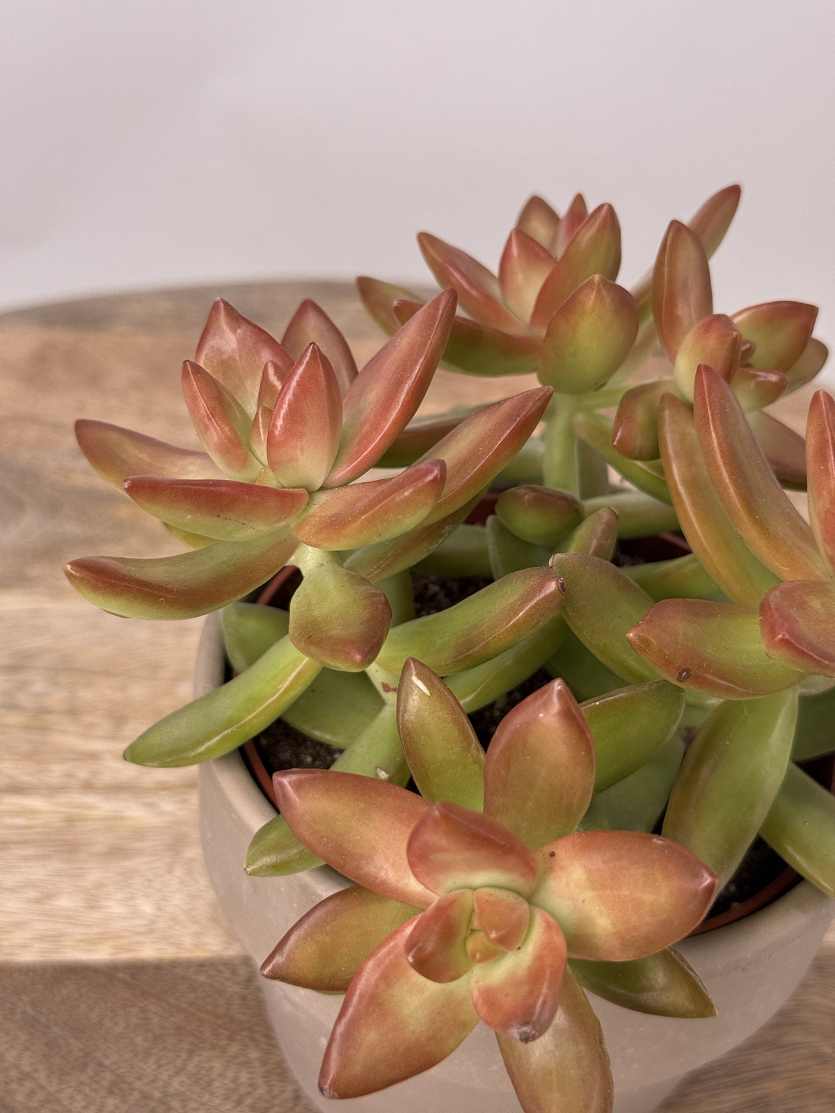 SEDUM ADOLPHII M10,5