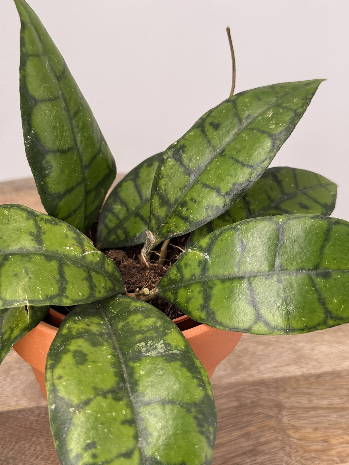 HOYA CALLISTOPHYLLA BLACK CAT M9