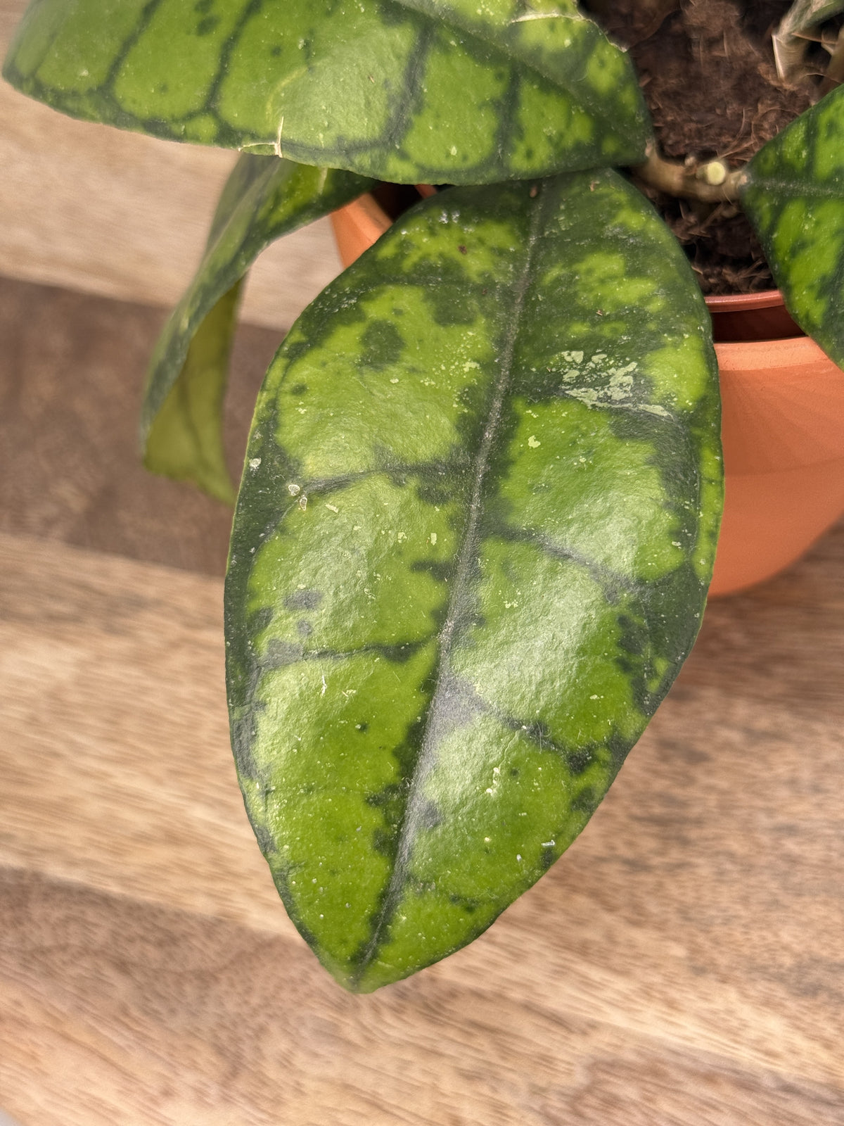 HOYA CALLISTOPHYLLA BLACK CAT M9
