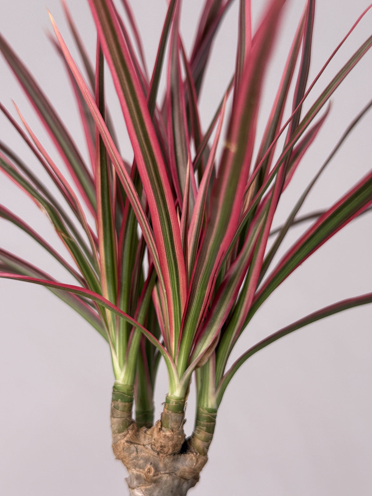 DRACAENA MARG. COLORAMA M12