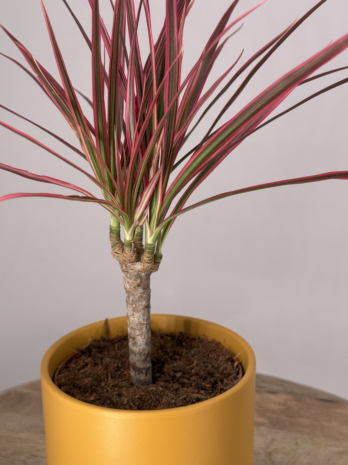 DRACAENA MARG. COLORAMA M12