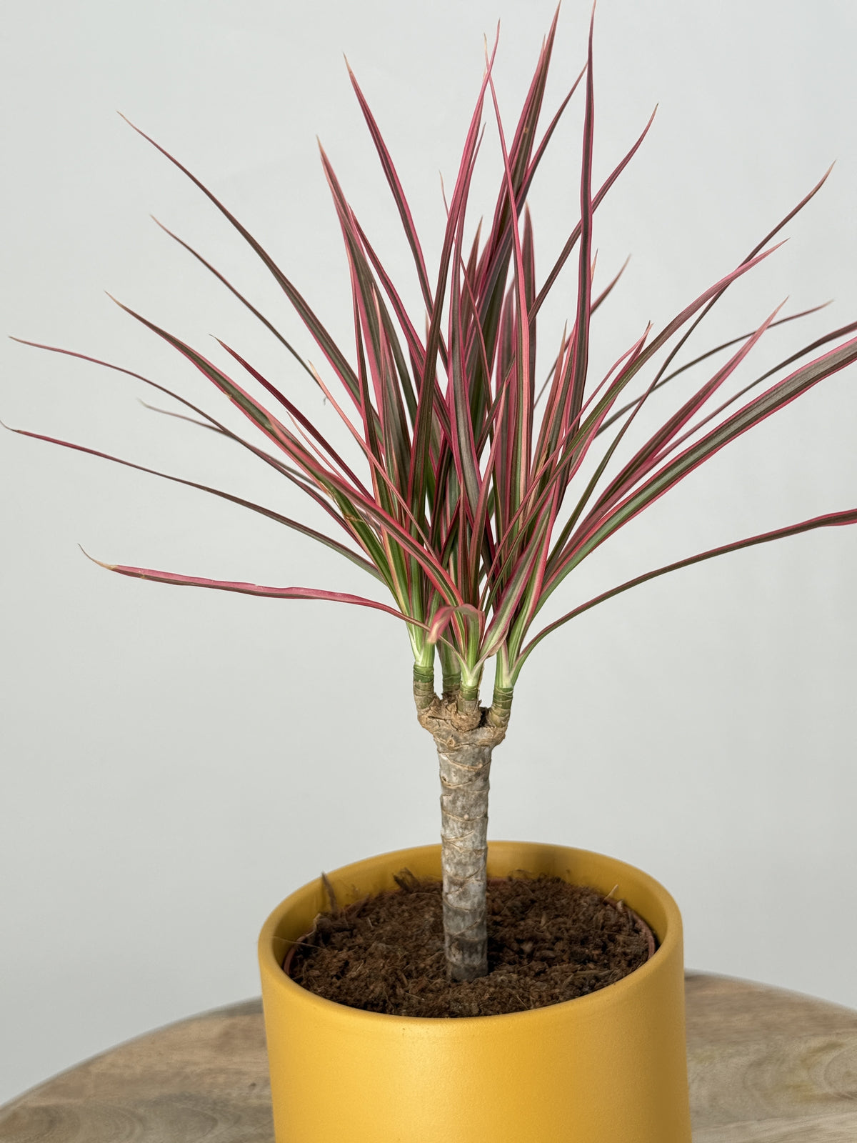 DRACAENA MARG. COLORAMA M12