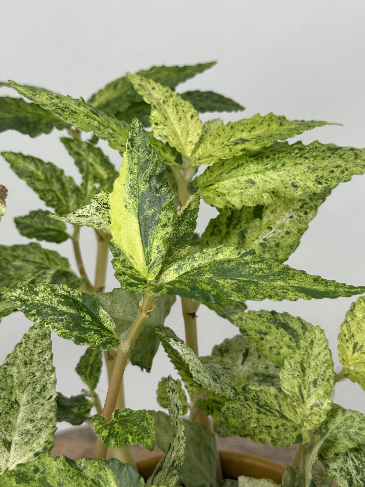 PELLIONIA REPENS VARIEGATA M10,5