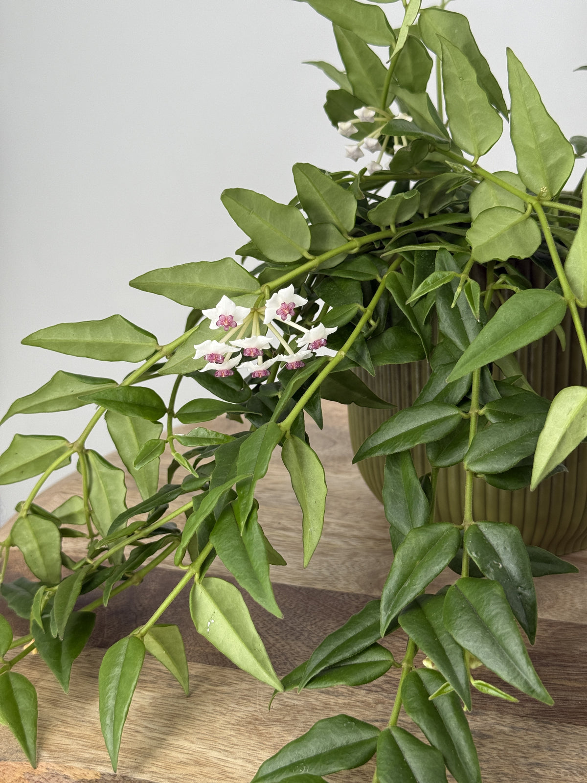 HOYA BELLA M12