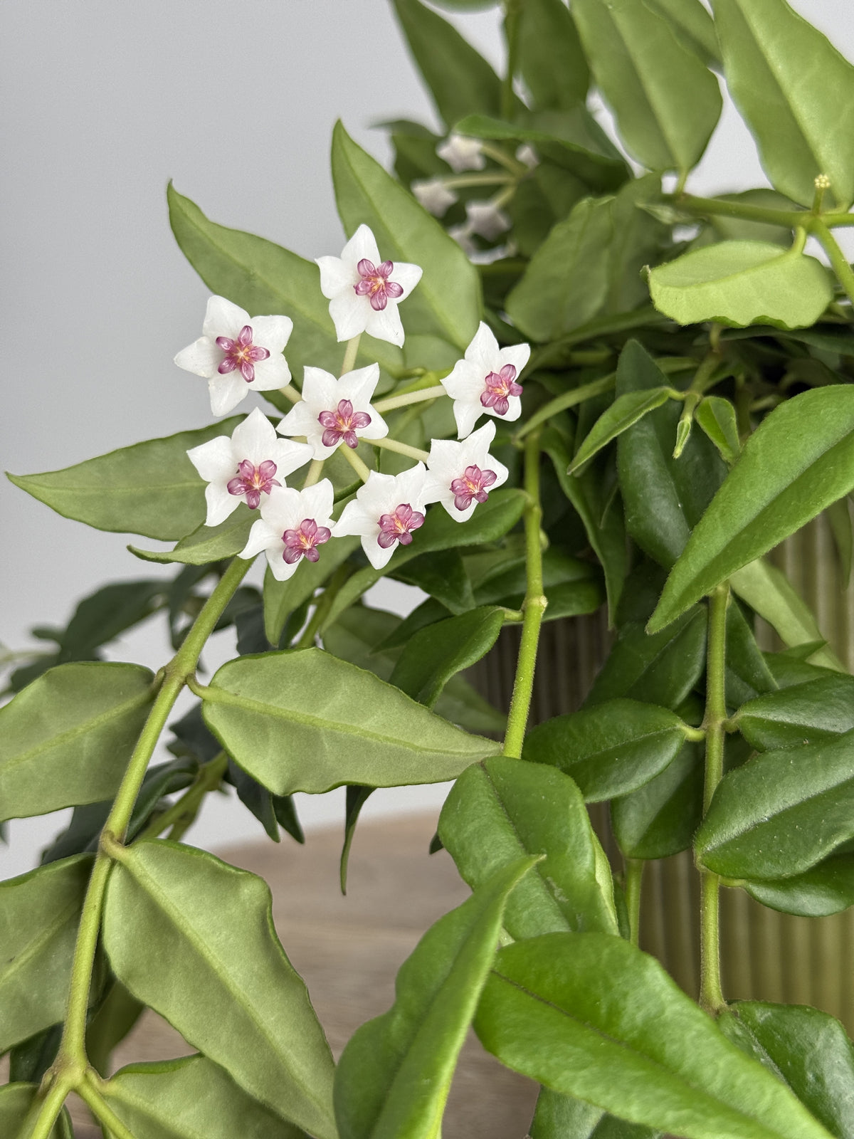 HOYA BELLA M12