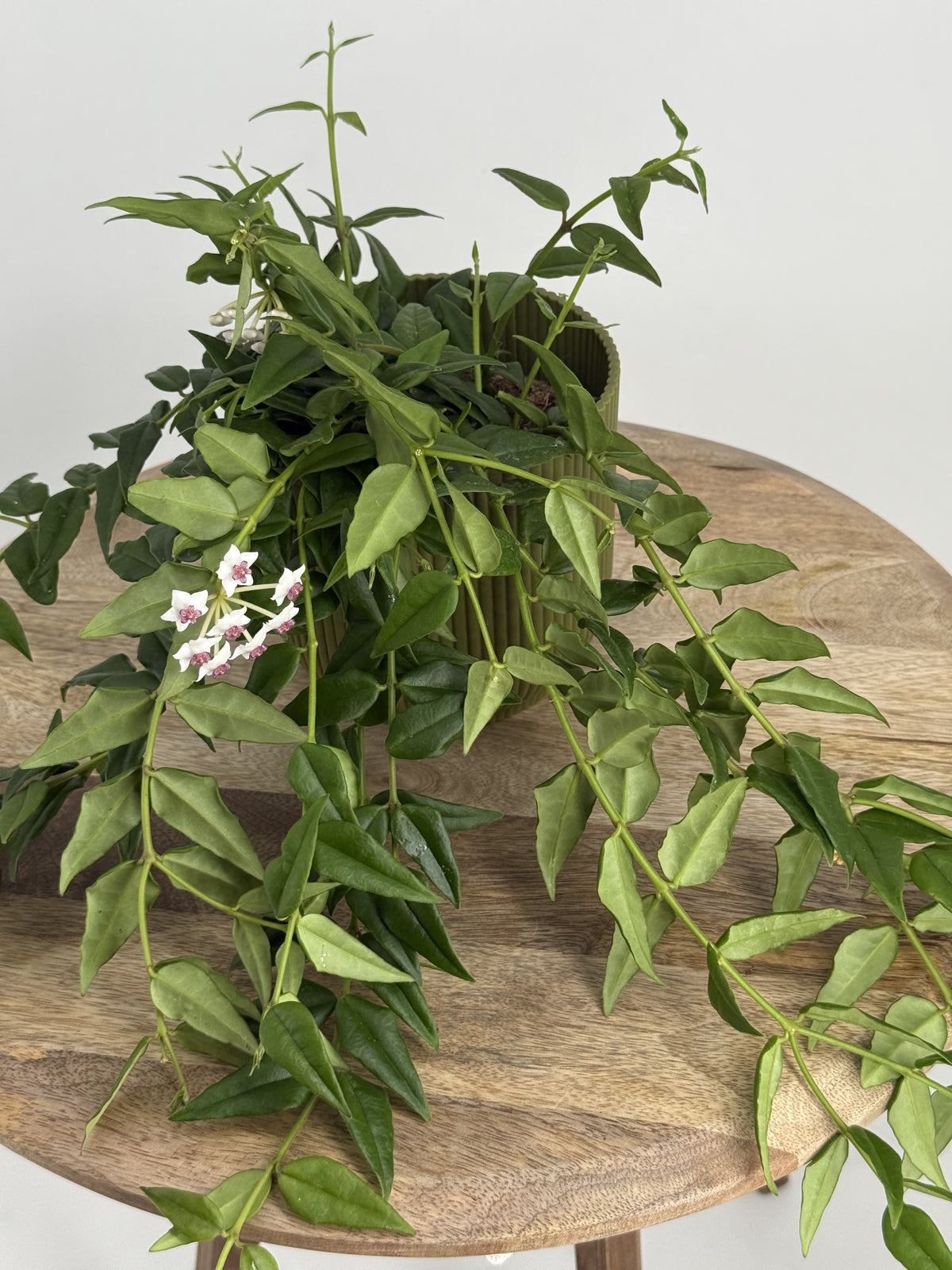 HOYA BELLA M12