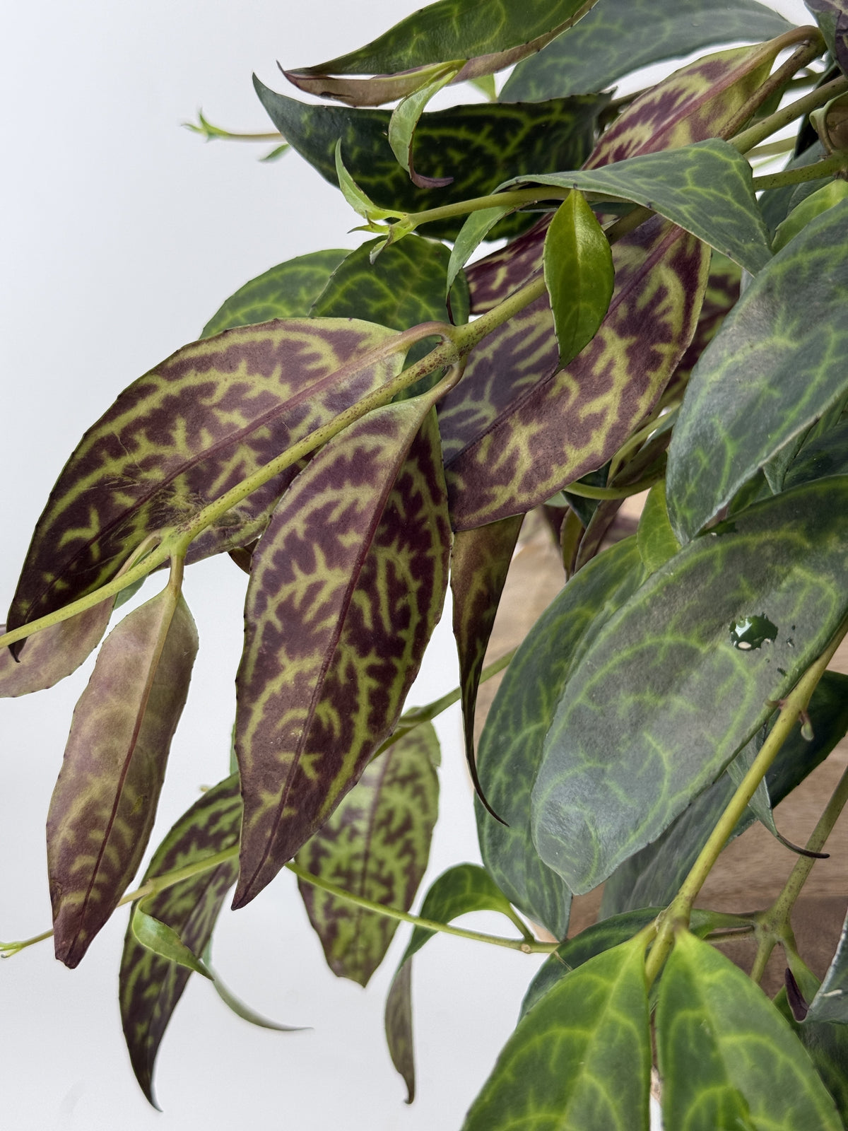 AESCHYNANTHUS MARMORATUS