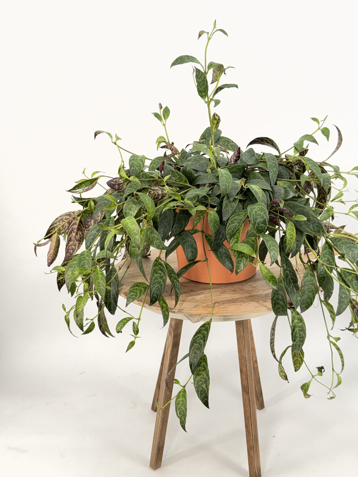 AESCHYNANTHUS MARMORATUS