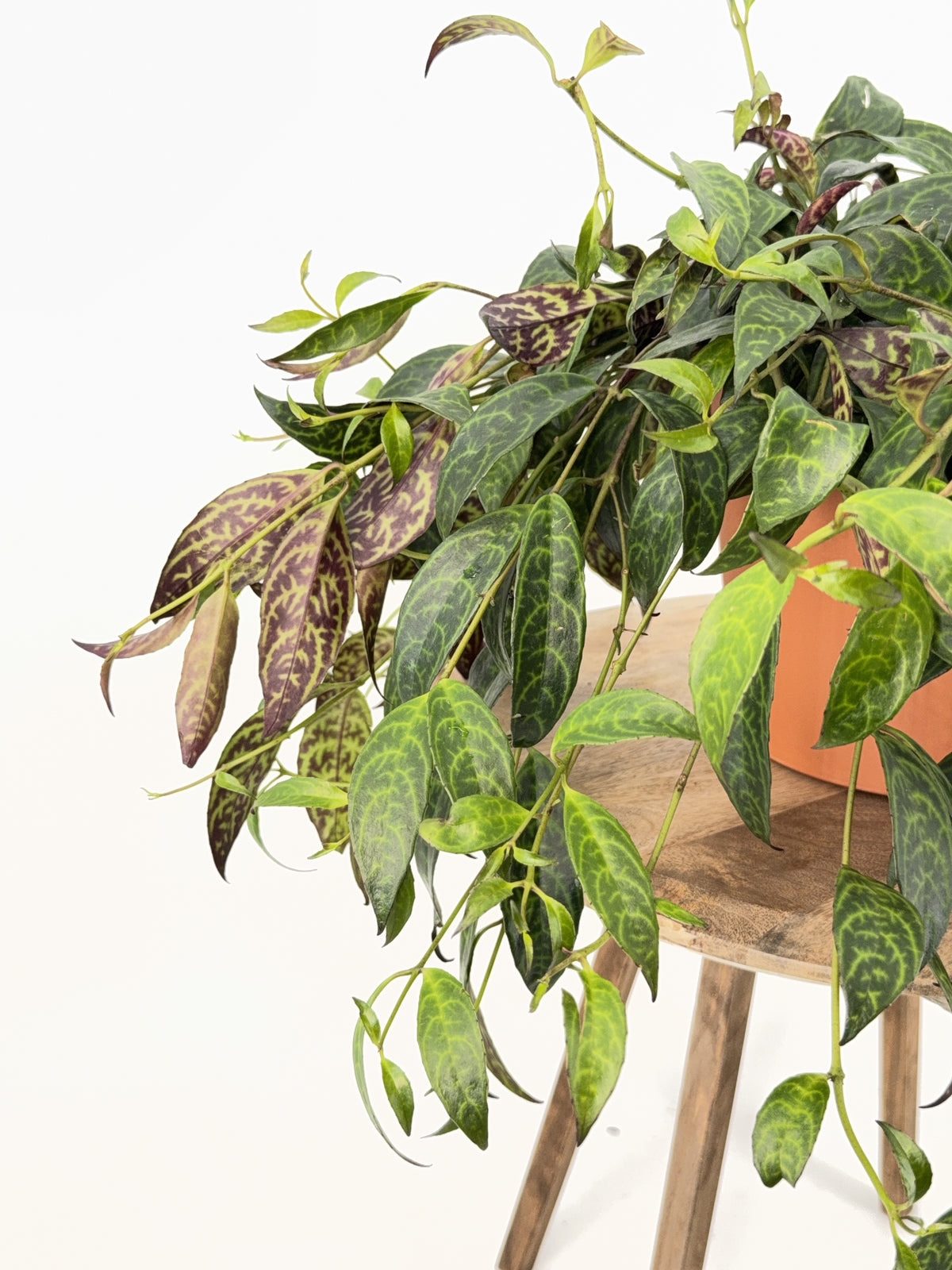 AESCHYNANTHUS MARMORATUS