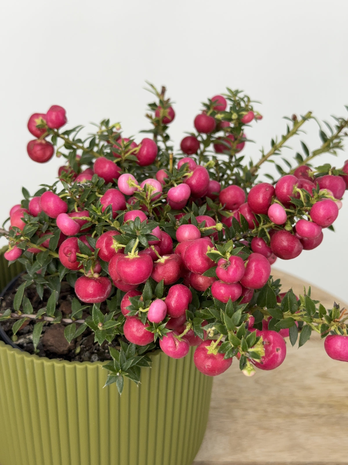 GAULTHERIA EXTRA