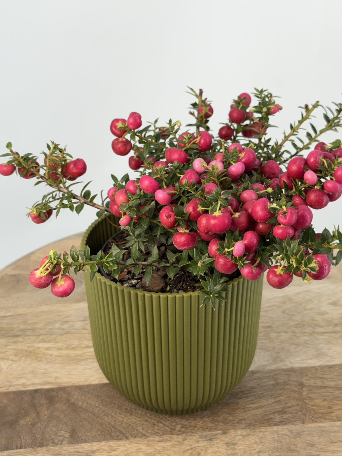 GAULTHERIA EXTRA