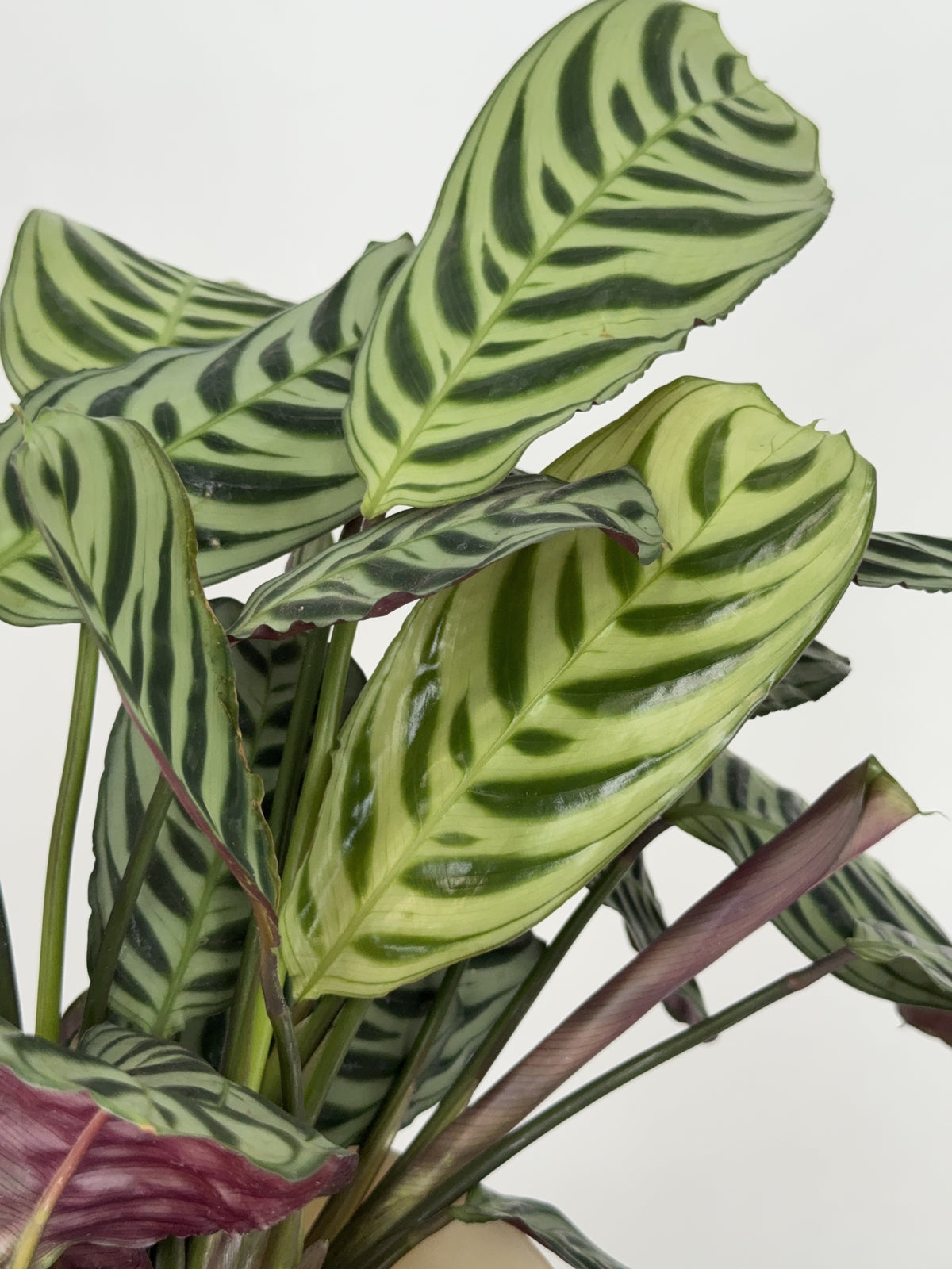 CTENANTHE BURLE-MARXII M14