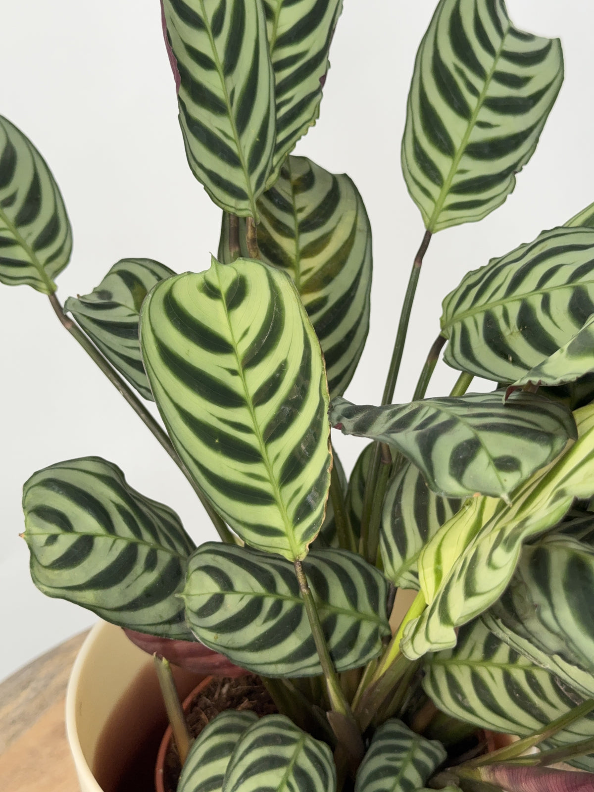 CTENANTHE BURLE-MARXII M14