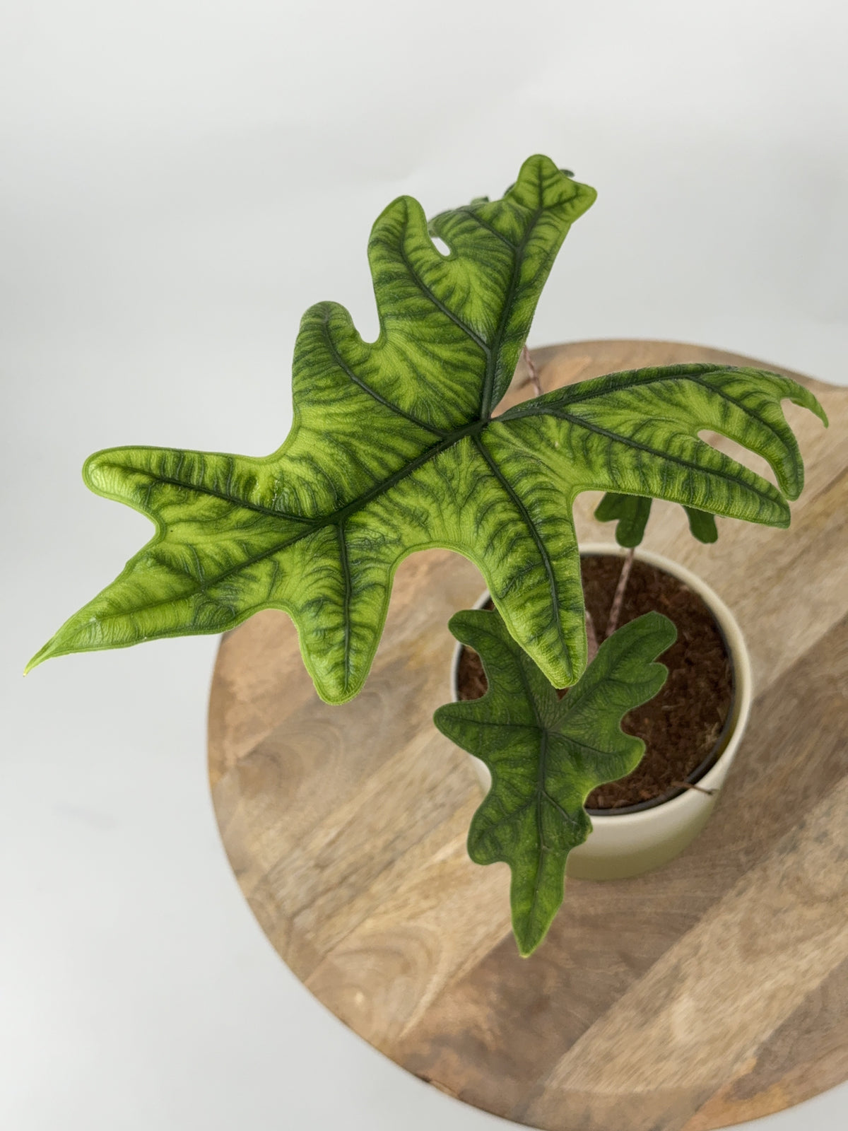 ALOCASIA JACKLYN M14