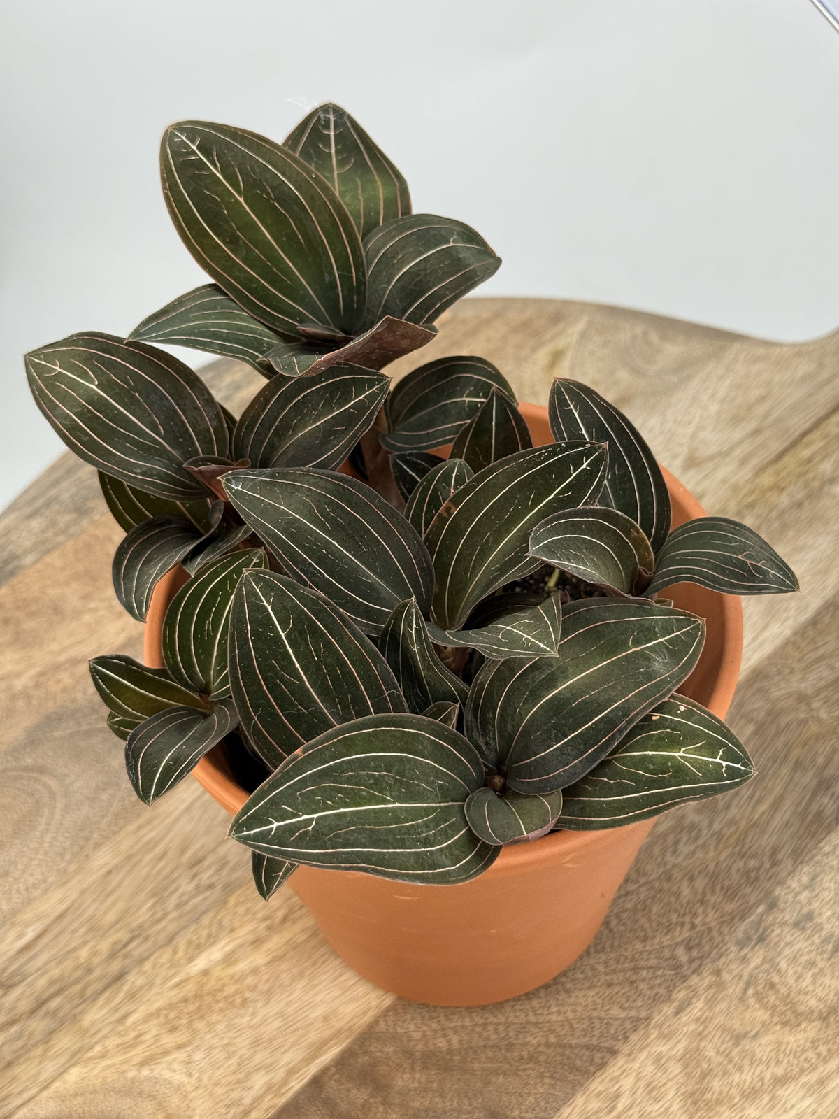 LUDISIA DISCOLOR M12
