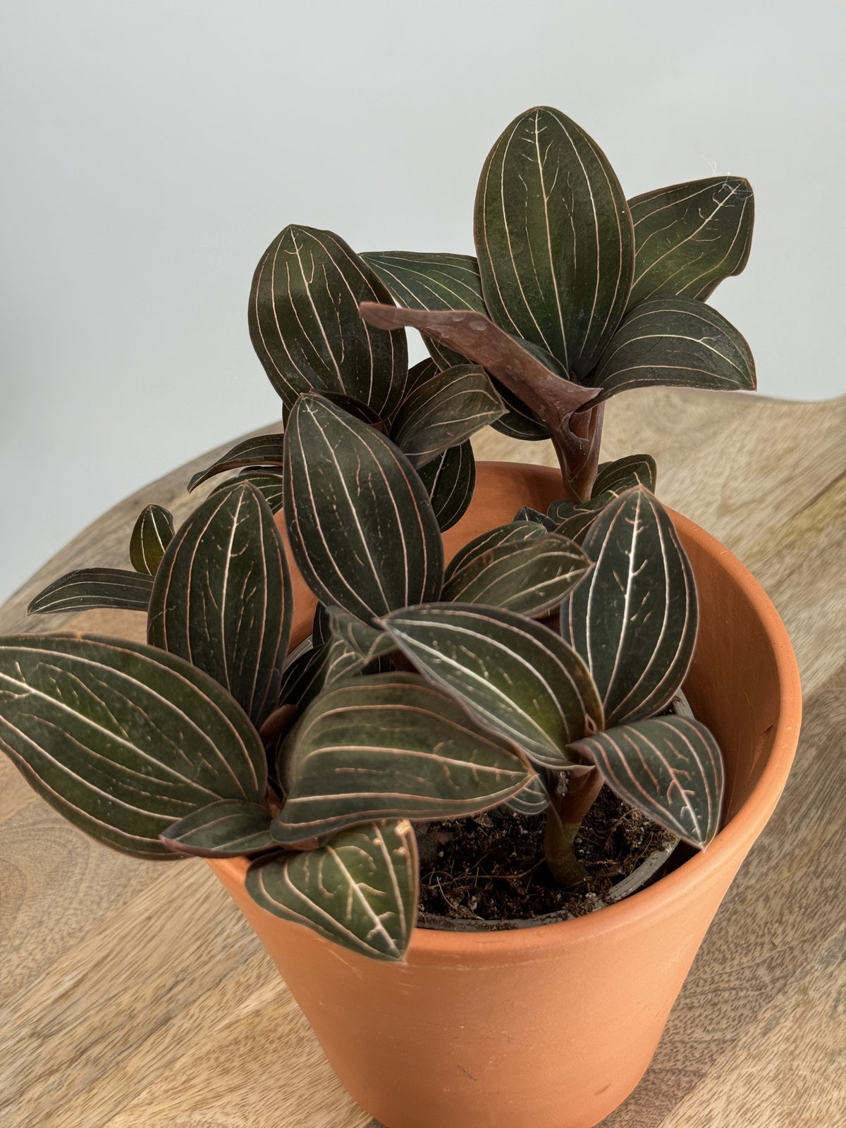 LUDISIA DISCOLOR M12