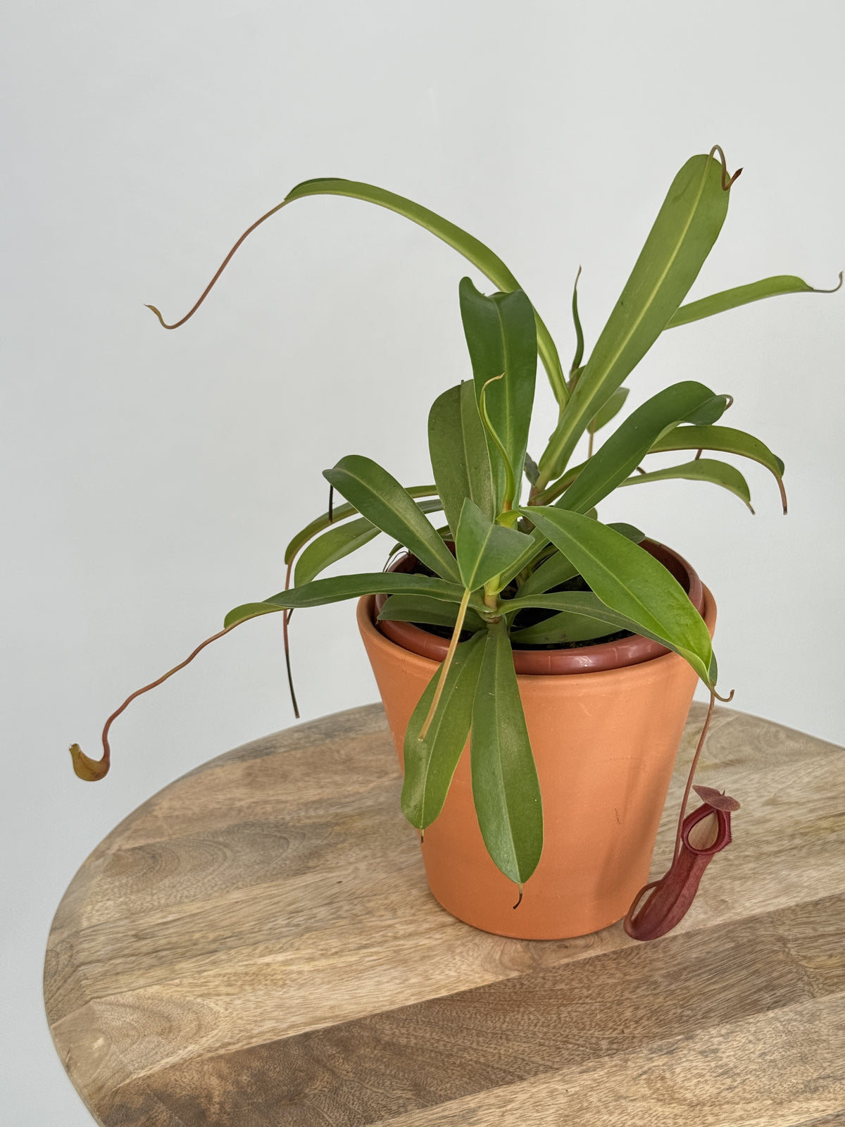 NEPENTHES MONKEY JARS MIX MEZCLADO M14