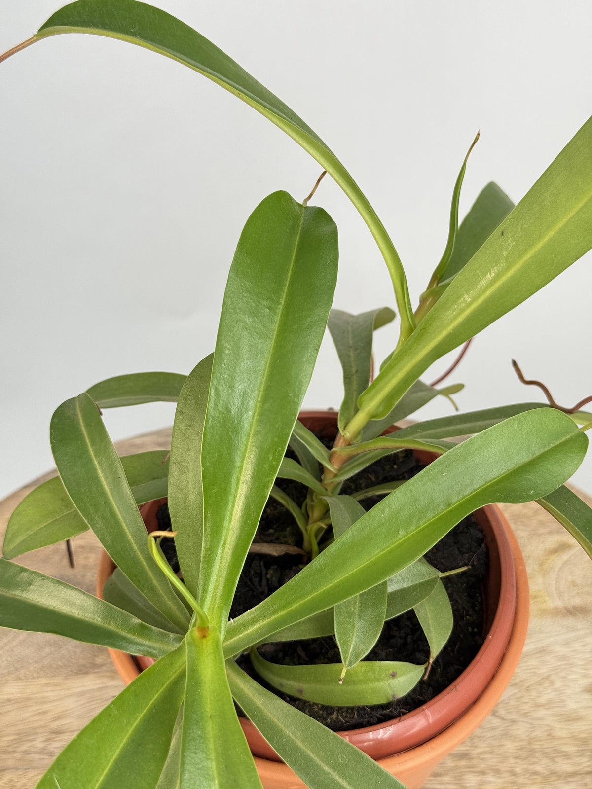 NEPENTHES MONKEY JARS MIX MEZCLADO M14