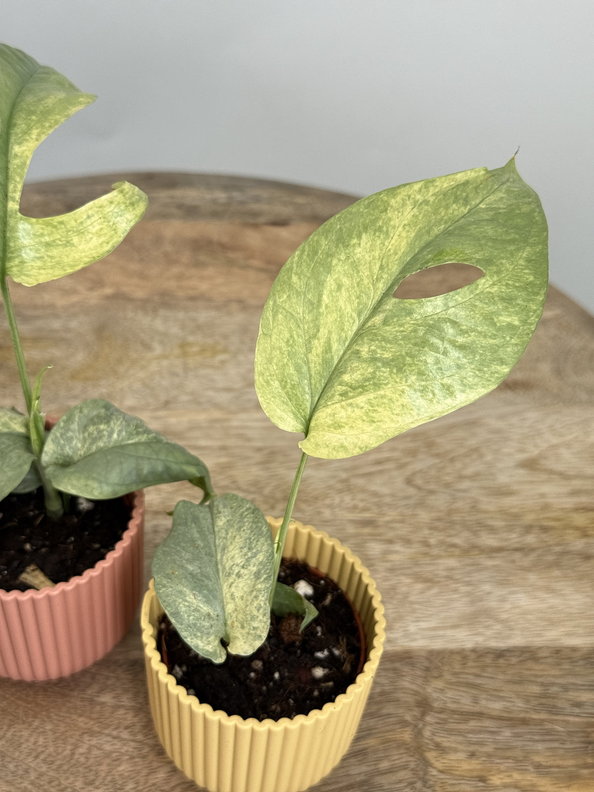 MONSTERA AMYDRIUM SILVER VARIEGATA M6