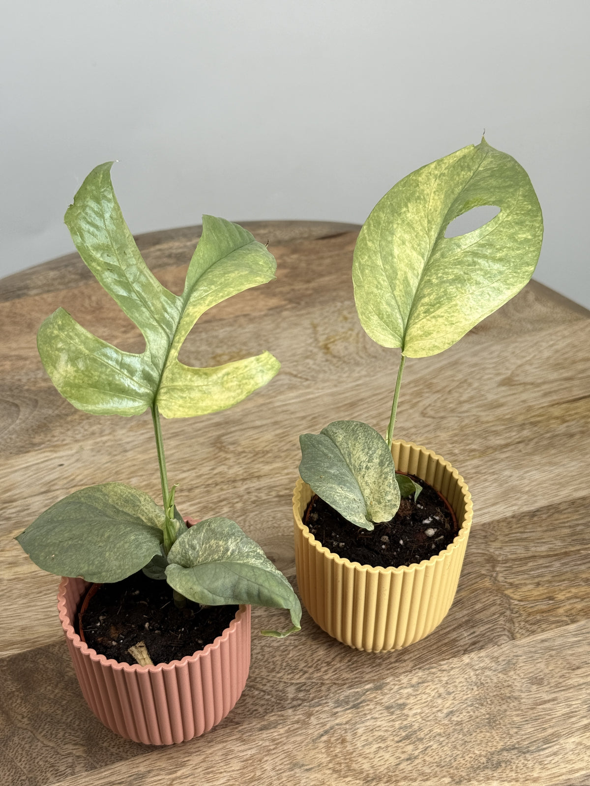 MONSTERA AMYDRIUM SILVER VARIEGATA M6
