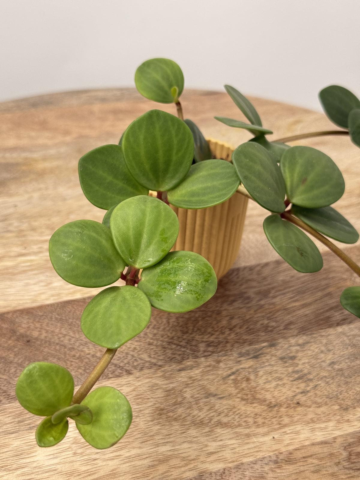PEPEROMIA TET HOPE M6