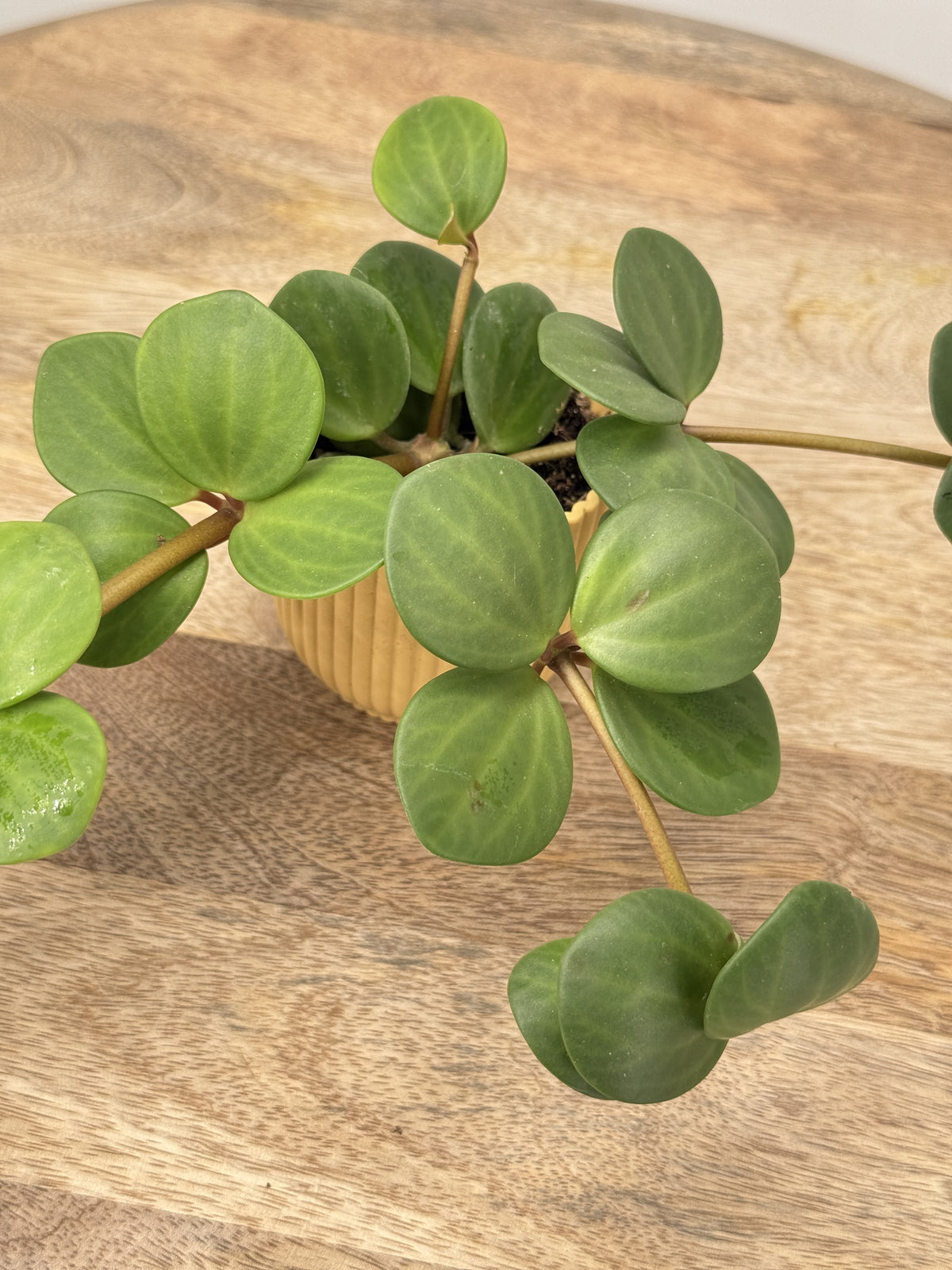PEPEROMIA TET HOPE M6