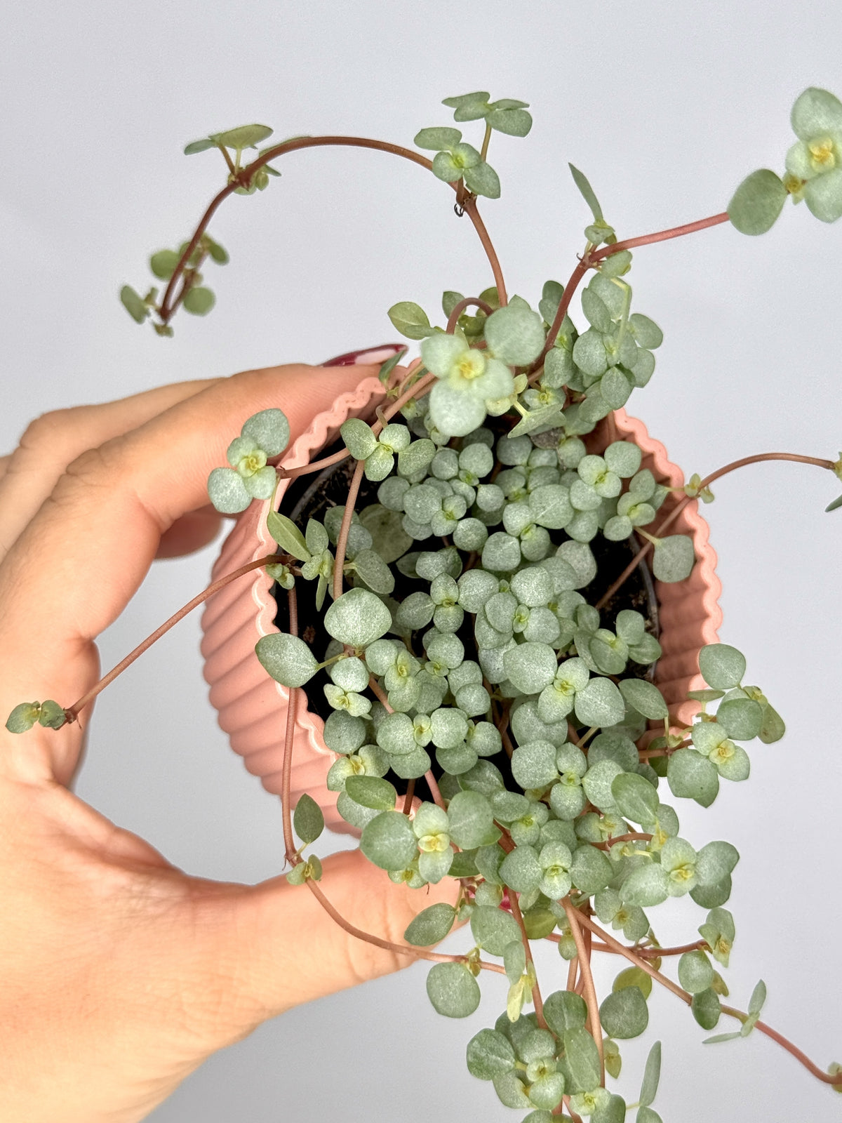 PILEA GLAUCA GREYZY M6