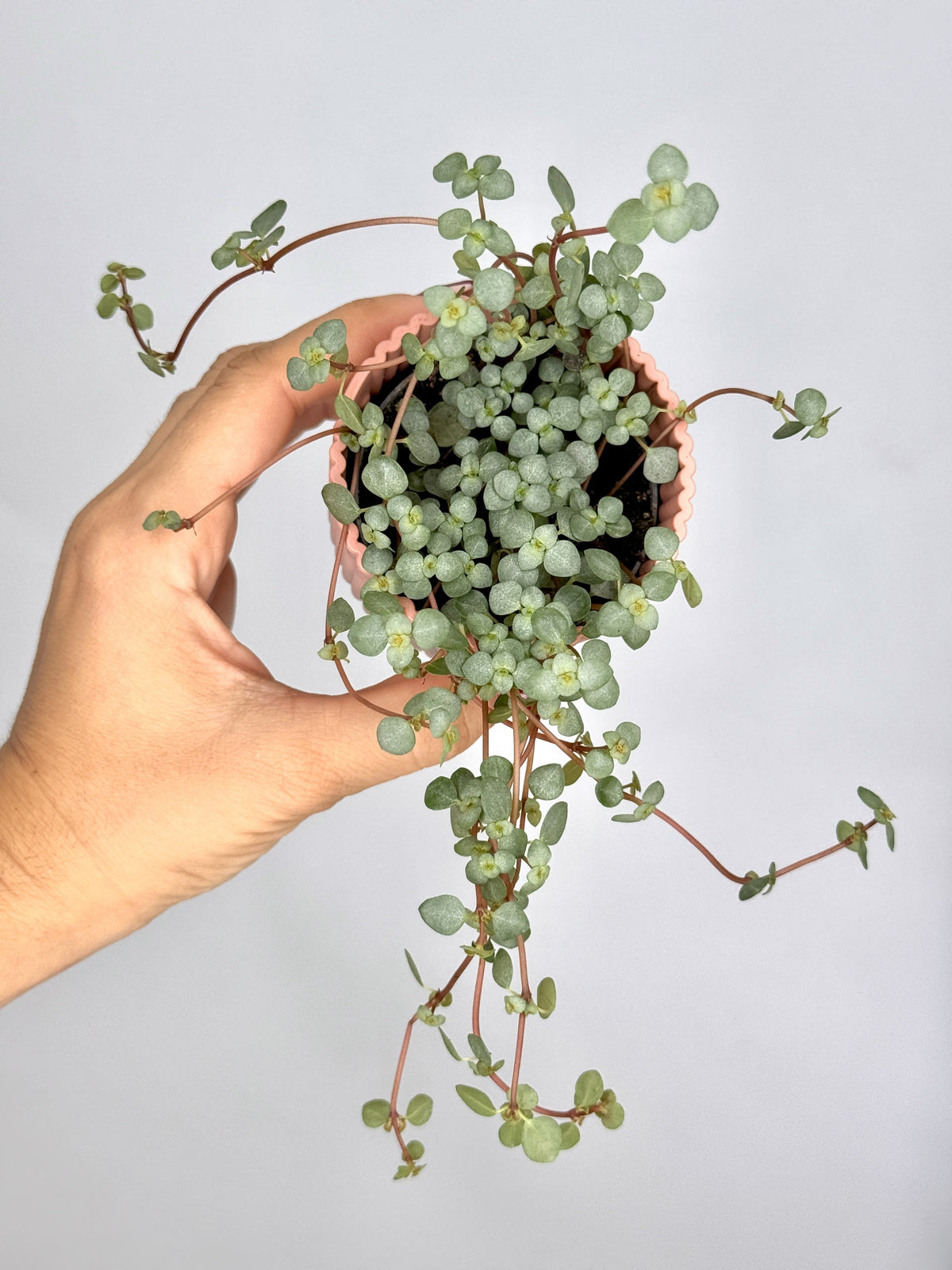 PILEA GLAUCA GREYZY M6