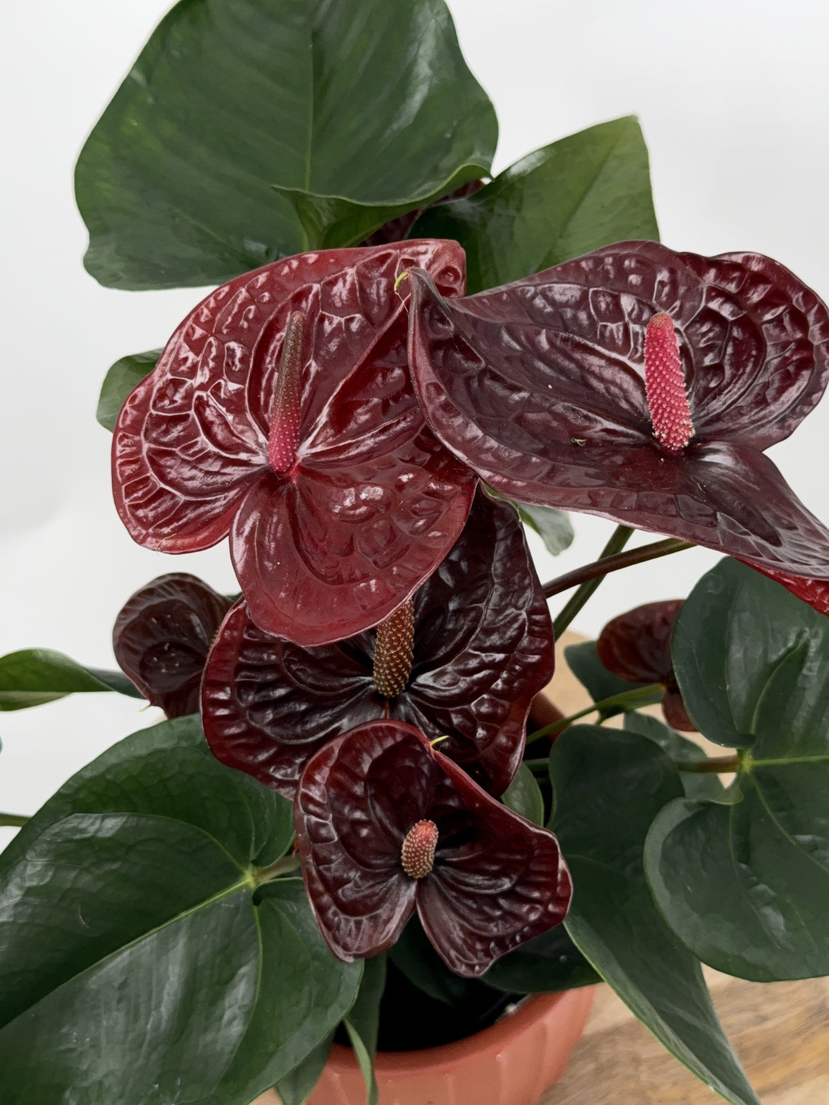 ANTHURIUM ANDR. MIX M17
