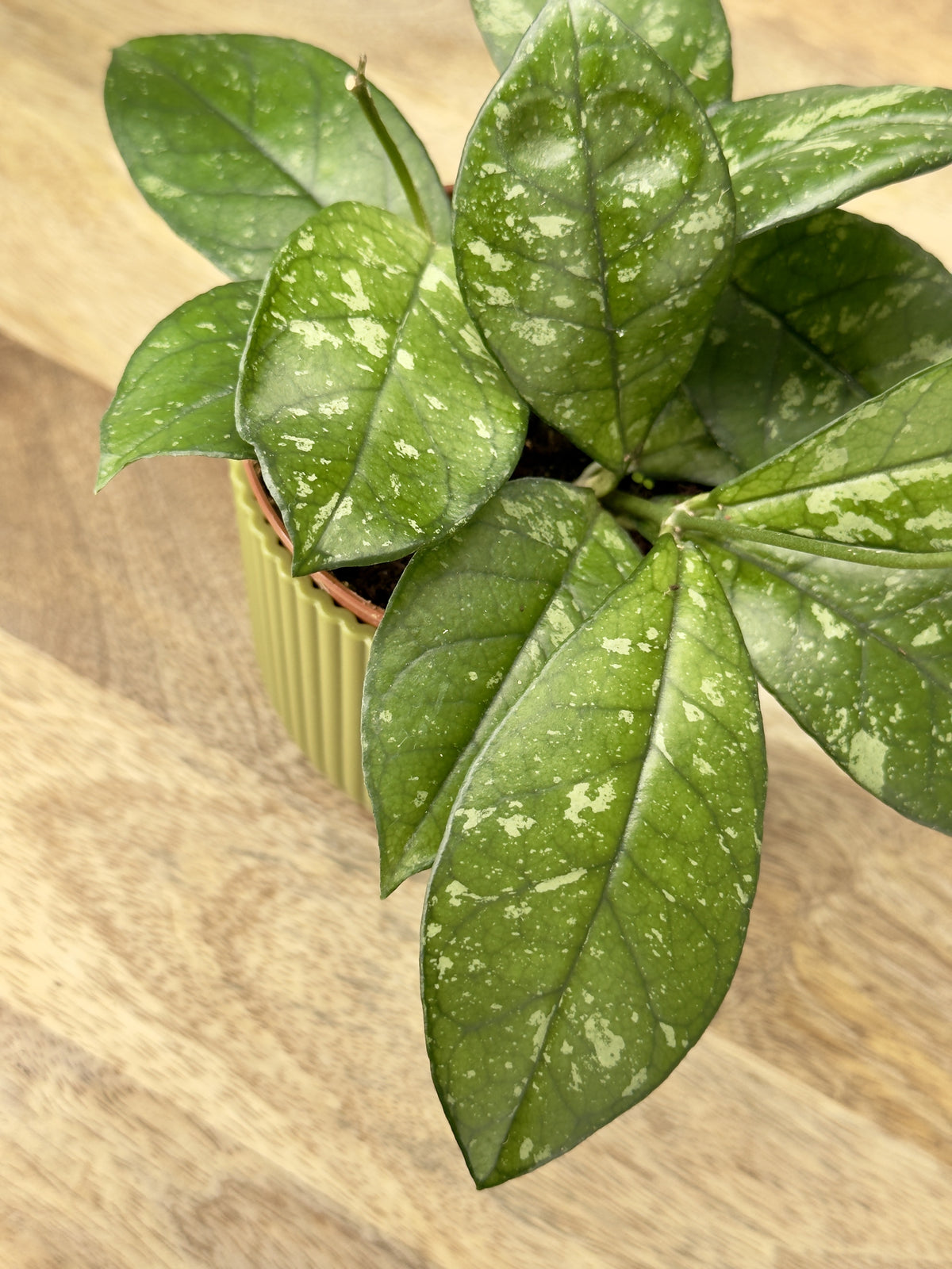 HOYA MIX M9