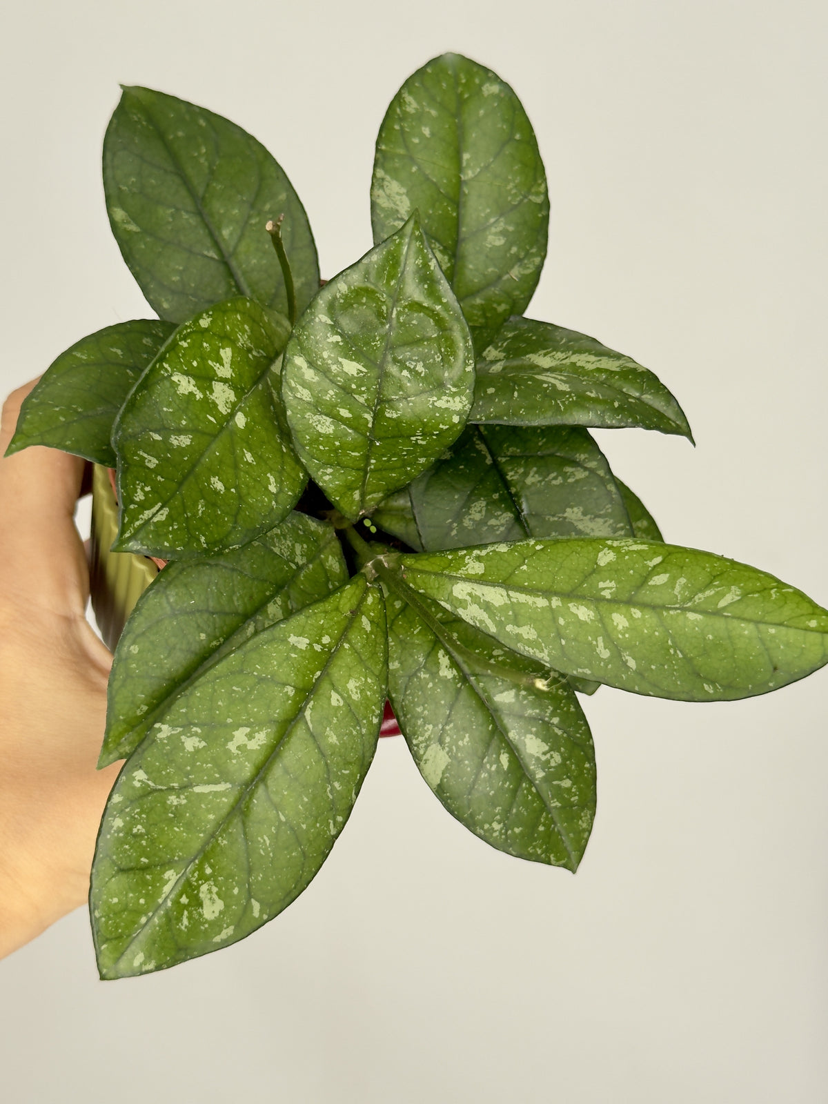HOYA MIX M9