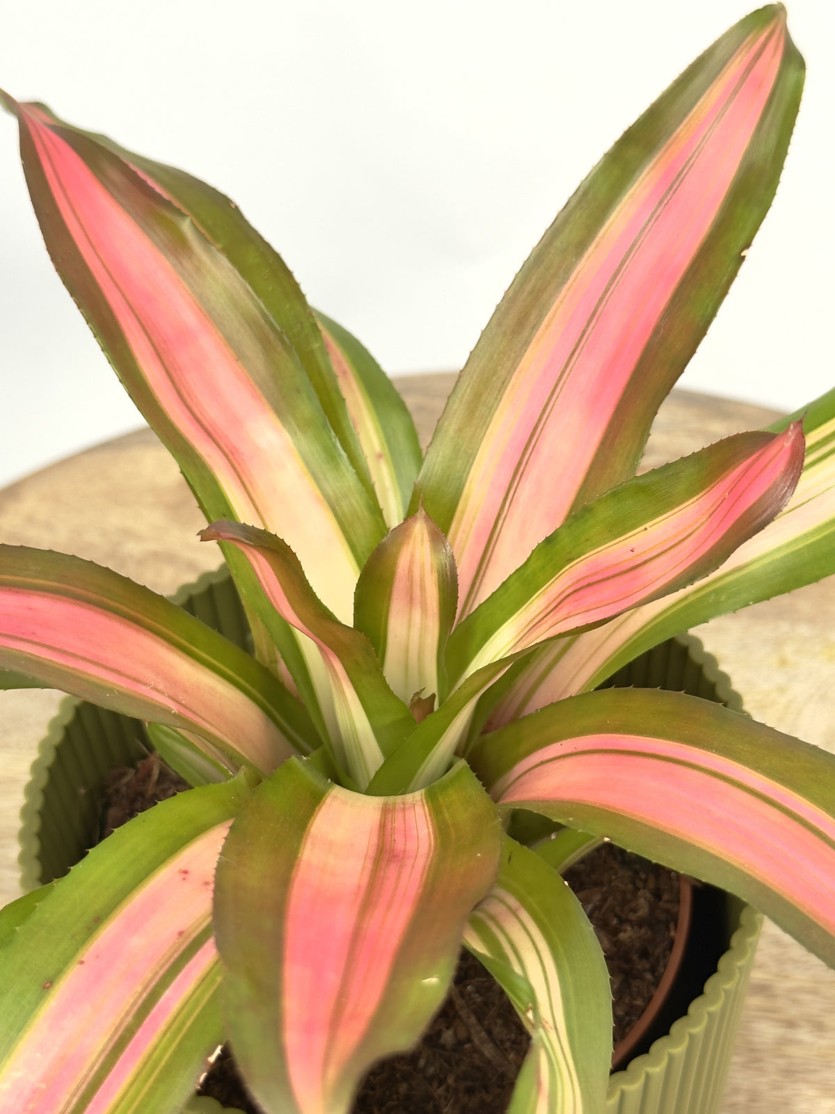 NEOREGELIA FREDDIE ROJO M12