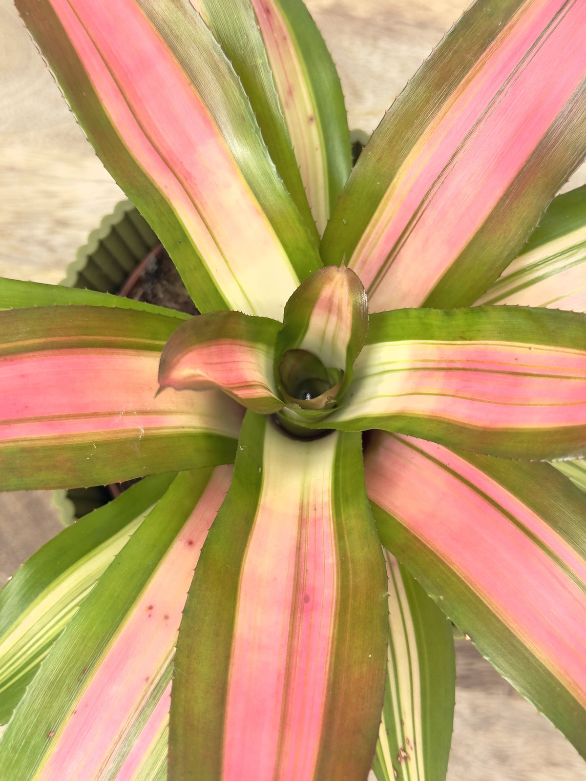 NEOREGELIA FREDDIE ROJO M12