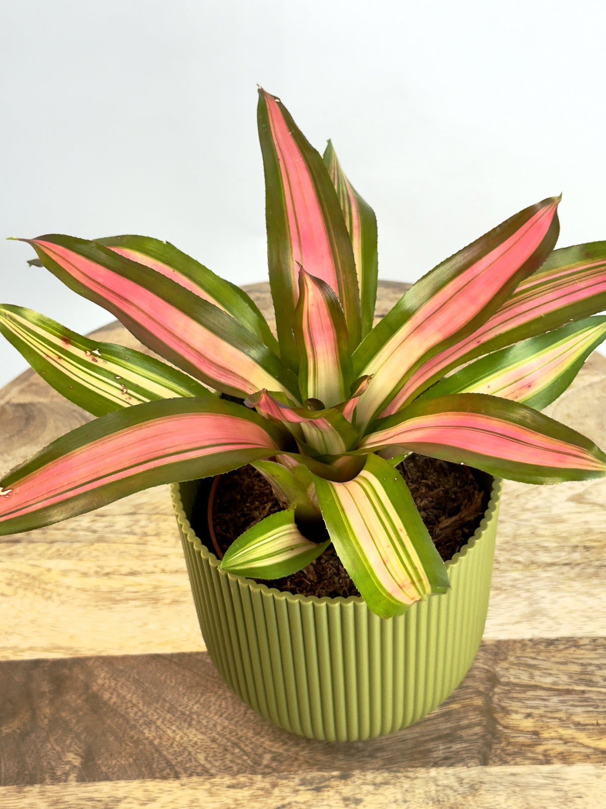 NEOREGELIA FREDDIE ROJO M12