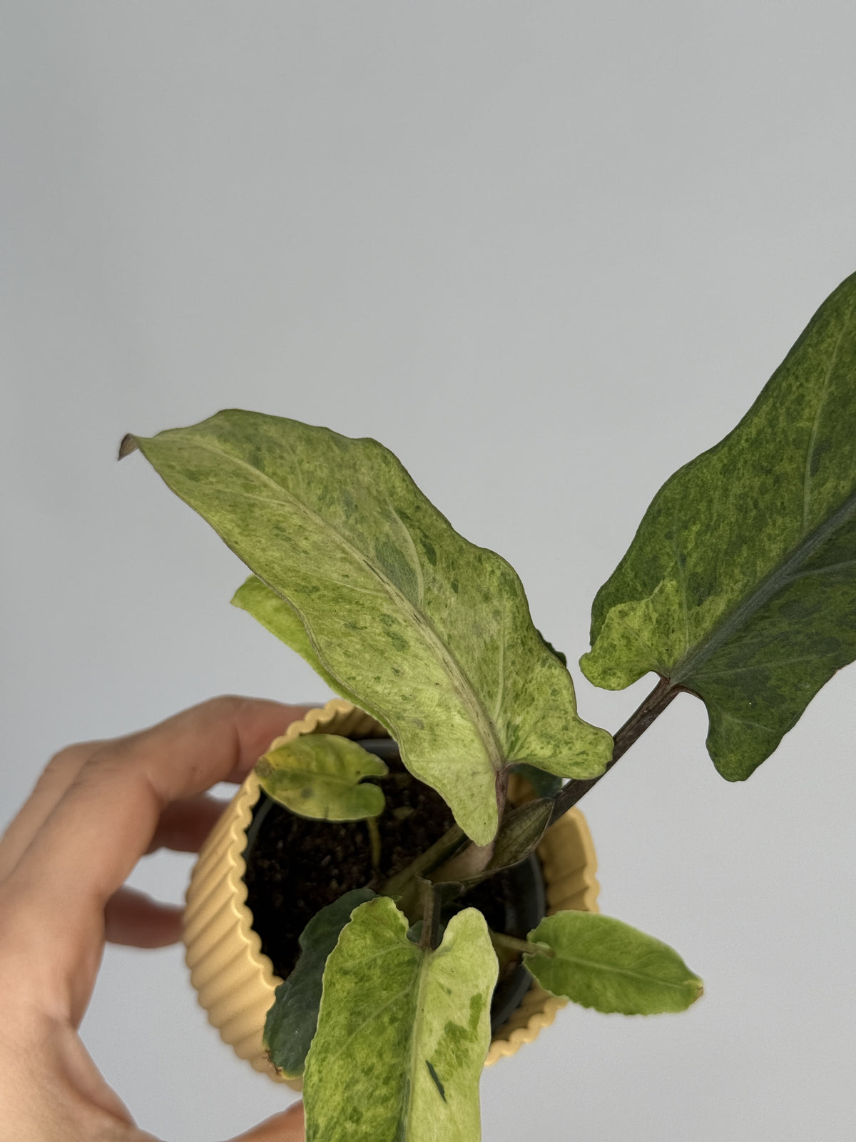 ALOCASIA LAUTERBACHIANA VARIEGATA M6