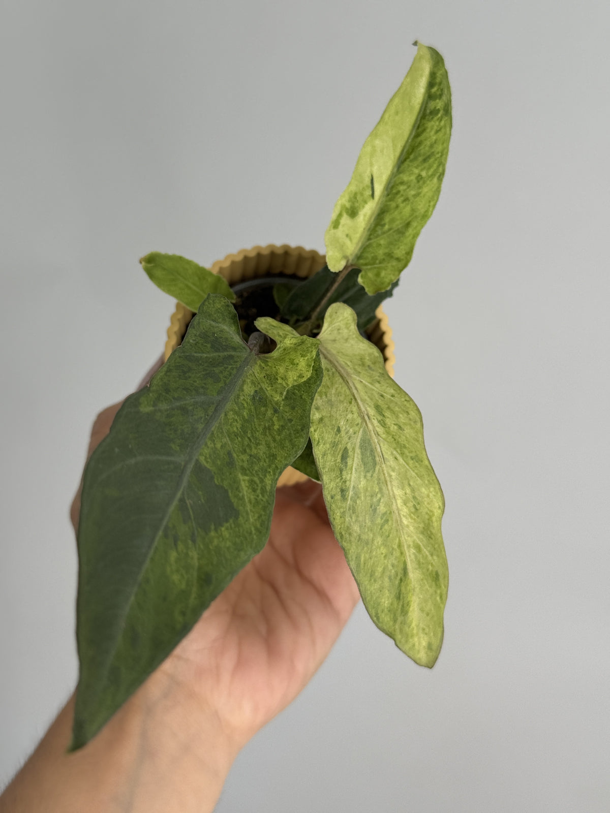 ALOCASIA LAUTERBACHIANA VARIEGATA M6