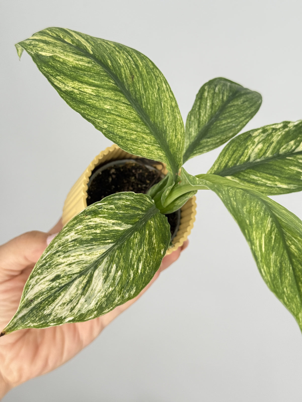 SPATHIPHYLLUM SENSATION VARIEGATA M6