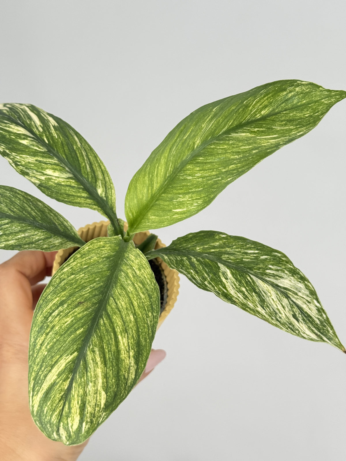SPATHIPHYLLUM SENSATION VARIEGATA M6