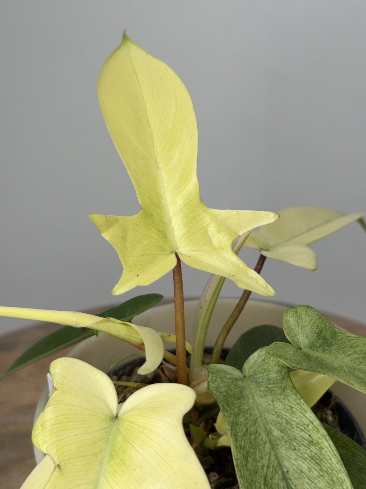 PHILODENDRON FLORIDA GOST M12